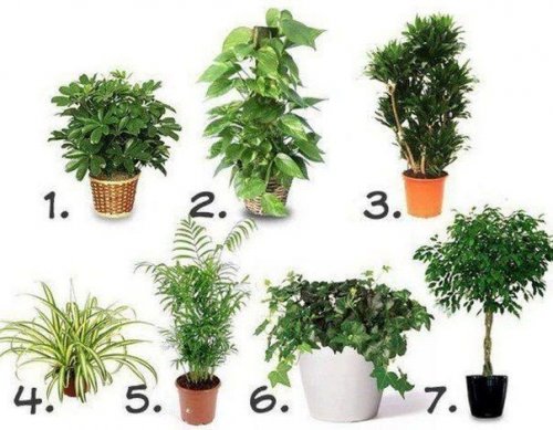 Photo of Комнатные растения, которые лучше всего очищают воздух