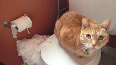 Photo of Кошки против туалетной бумаги: вечное противостояние (23 фото)