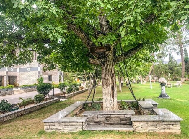 Photo of Знаменитое пешаварское дерево с цепями, «арестованное» более века назад (2 фото)