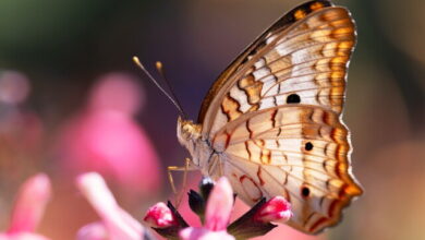 Photo of Как мотылька отличить от бабочки