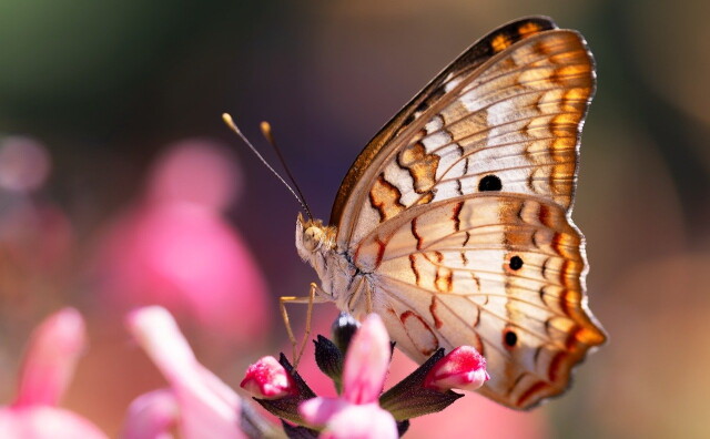 Photo of Как мотылька отличить от бабочки
